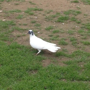 Qarabawlardan cixma erkey 16 tukdu vitdi quwdu tam saglam qizgindi was