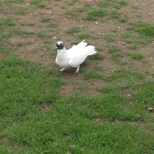 Qarabawlardan cixma erkey 16 tukdu vitdi quwdu tam saglam qizgindi was