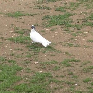 Qarabawlardan cixma erkey 16 tukdu vitdi quwdu tam saglam qizgindi was