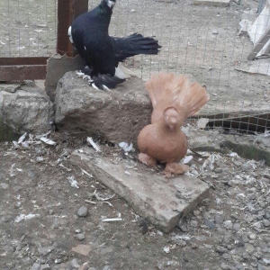 satılır 100 azn. vəya 1 cüt təmiz qan zibrit toyuqları ilə barter mümk