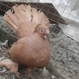 satılır 100 azn. vəya 1 cüt təmiz qan zibrit toyuqları ilə barter mümk