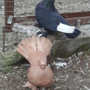 satılır 100 azn. vəya 1 cüt təmiz qan zibrit toyuqları ilə barter mümk