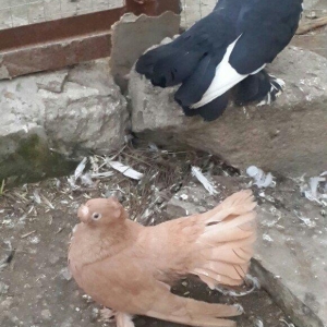 satılır 100 azn. vəya 1 cüt təmiz qan zibrit toyuqları ilə barter mümk