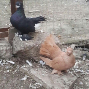 satılır 100 azn. vəya 1 cüt təmiz qan zibrit toyuqları ilə barter mümk