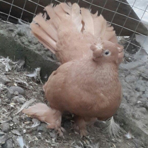 satılır 100 azn. vəya 1 cüt təmiz qan zibrit toyuqları ilə barter mümk