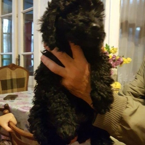 Щенок пуделя. 2 месяцы. цвет 