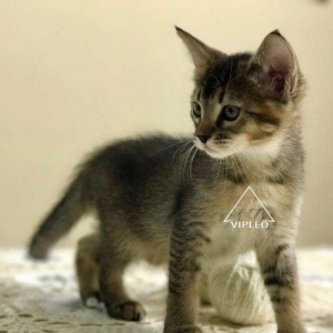 Чаузи.Два мальчика Чаузи во