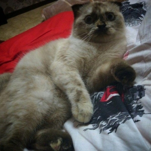 продается 9 месячная кошка,глаза хамелон,к лотку приучена,
9 aylig diw