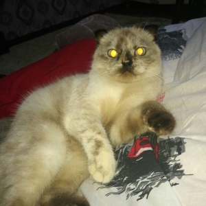 продается 9 месячная кошка,глаза хамелон,к лотку приучена,
9 aylig diw