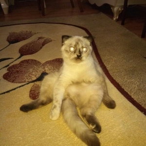 продается 9 месячная кошка,глаза хамелон,к лотку приучена,
9 aylig diw