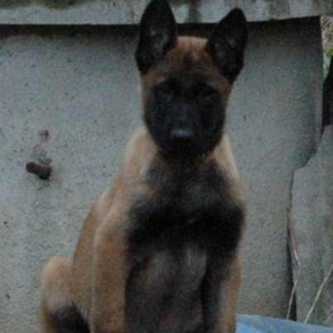 Продаются щенки Бельгийской овчарки.Крупные, яркие, активные с