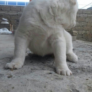 Salam temiz qan alabay balalari satilir erkek diwi var whatsappim yoxd