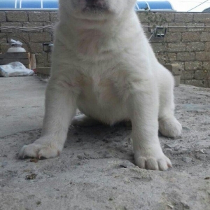 Salam temiz qan alabay balalari satilir erkek diwi var whatsappim yoxd