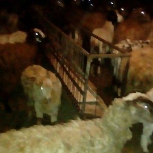 30 ədəd boğaz qoyun, 1 ri balalıyıb, hamsı yelinlidir. 3-5 günə uzağı