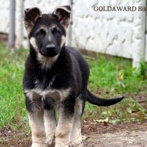 Продаётся щенки породы вос�