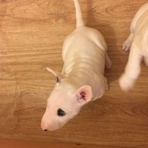 Продам двух щенят бультерьераВ продаже щенки породы бультерьера,