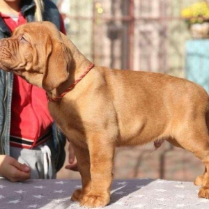 Бордоский дог Щенки с хорошей психикой , крепким здоровьем и