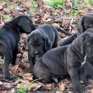 Щенки немецкого догащенки �