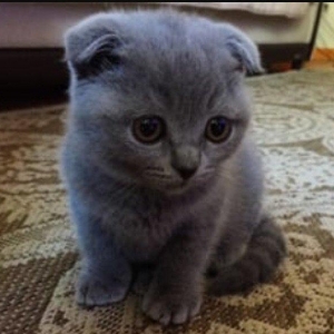 Scottish fold pişik balasının erkeyini pulsuz y