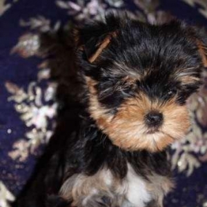 Продаются щенки йоркширского терьера .Малыши все здоровенькие, с