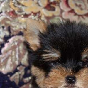 Продаются щенки йоркширского терьера .Малыши все здоровенькие, с