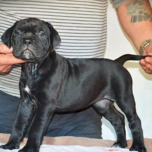 Сane-Сorso-ItalianoЩенки кане-корсо возраст 2 месяца черного и