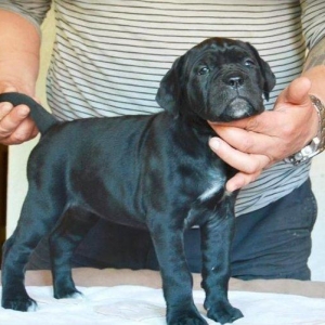 Сane-Сorso-ItalianoЩенки кане-корсо возраст 2 месяца черного и