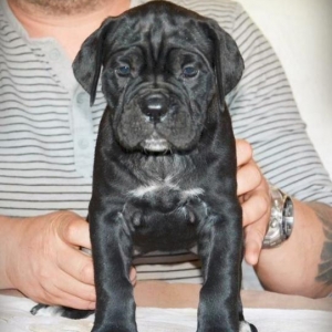 Сane-Сorso-ItalianoЩенки кане-корсо возраст 2 месяца черного и