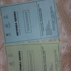 tibet massivi.1-cutdu. erkek ve diwi.1yas 3ayliqdilar. 3yawinda 100 kl