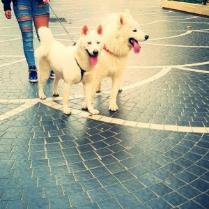 tecili satilir razilasma yolu ile baska olkeye get