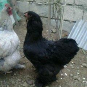 Ela qara brama feresi satilir. 1 yas 7 ayliqdir. Tek qalib deye