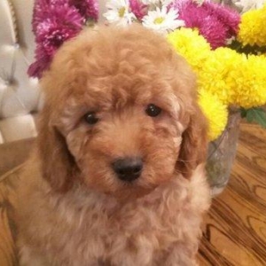 Карликовый пудель.Мальчик 2