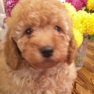 Карликовый пудель.Мальчик 2 месяца.Полностью здоров.Проглистован.