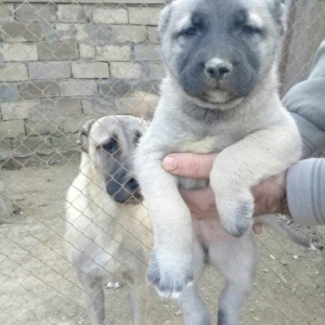 sivas kankali diwdi satlir barter yoxdu fikri  cid