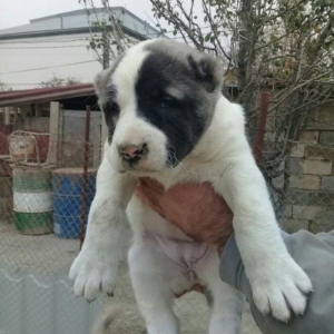 satlir malkli kankaldi diwdi barter yoxdu rial alcilar zeng etsin what