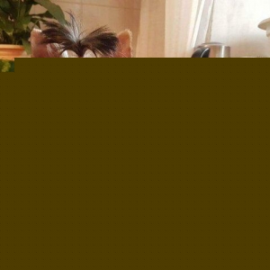 Щенки йоркшир терьера,стандарт,три