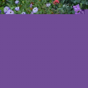 В продаже два щенка лабрадо