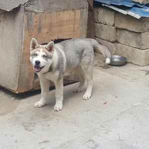 6aylix haski erkeydi. Iwimle bagli baxa bilmediyim ucun satiram. Bow y