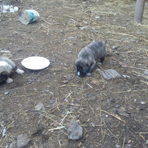 ciddi fikiri olmayannar zeng edib mazqimi xarab etmesin dagistan sortu