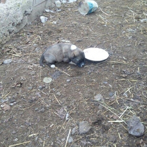 ciddi fikiri olmayannar zeng edib mazqimi xarab etmesin dagistan sortu