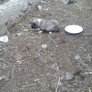 ciddi fikiri olmayannar zeng edib mazqimi xarab etmesin dagistan sortu