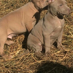 temuz pitbul balaları satılır dişiler qalıb 200 azın aşşağı yeriyoxdu