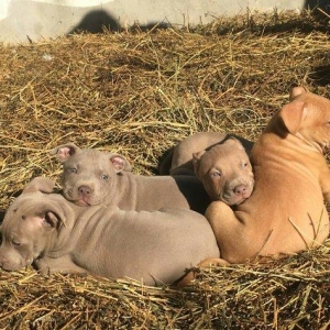 temuz pitbul balaları satılır dişiler qalıb 200 azın aşşağı yeriyoxdu