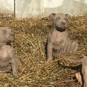 temuz pitbul balaları satılır dişiler qalıb 200 azın aşşağı yeriyoxdu