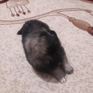 Cox gozel itdi saxlaya bilmirem iwimle duz gelmir qiymetide coox ucuz