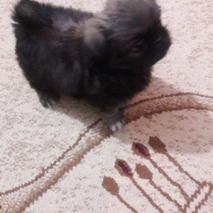 Cox gozel itdi saxlaya bilmirem iwimle duz gelmir qiymetide coox ucuz