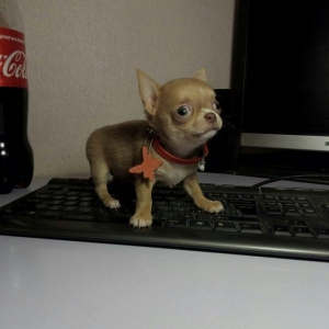 2 Ayliq cixuaxua balalari. Ag qara Kofe ve dum ag 