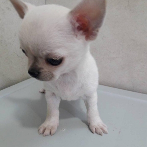 2 Ayliq cixuaxua balalari. Ag qara Kofe ve dum ag renglerde.