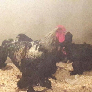 bramo yumurtasi tam mayali  2 manatdan  mayali olmagina tam cavabdehem