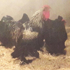 bramo yumurtasi tam mayali  2 manatdan  mayali olmagina tam cavabdehem